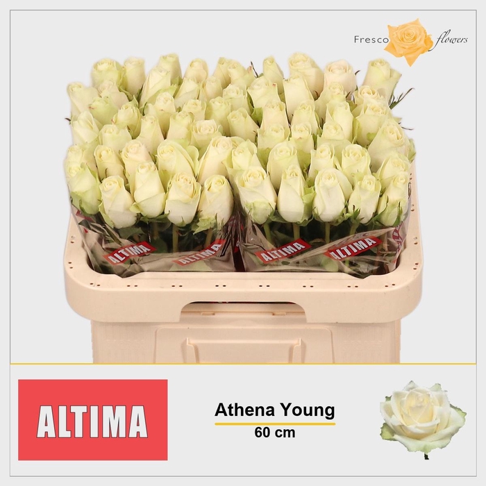 <h4>R GR ATHENA</h4>