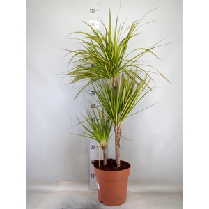 Dracaena marg. 'Sunray'