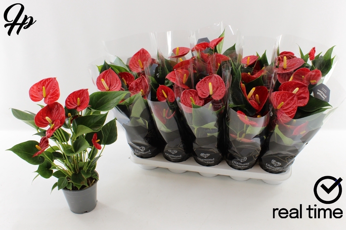 <h4>ANTHU DIAMOND RED</h4>