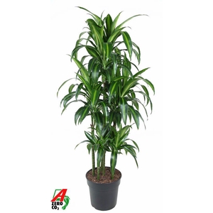 Dra Fr Hawaiian Sunshine Carrousel