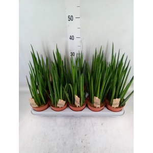 Sansevieria bacularis