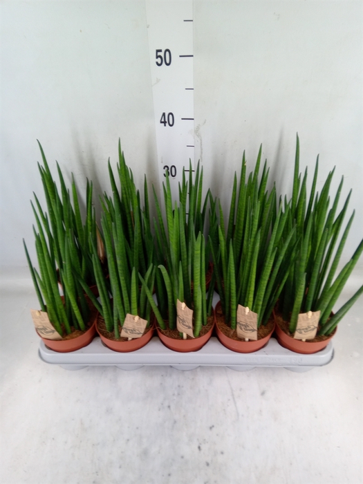 <h4>Sansevieria bacularis</h4>