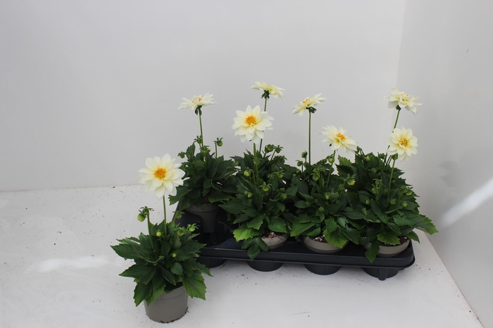 <h4>DAHL L ME GEM</h4>