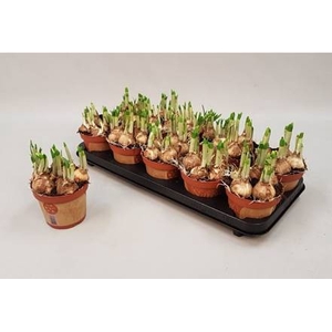 Narcissus Tete a Tete 12Ø 15cm