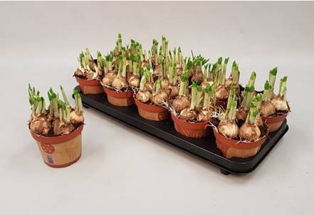 Narcissus Tete a Tete 12Ø 15cm