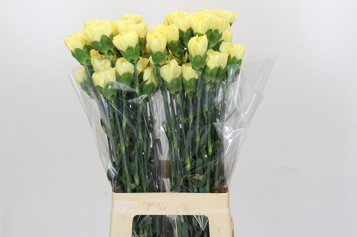 <h4>Dianthus St Ilias</h4>