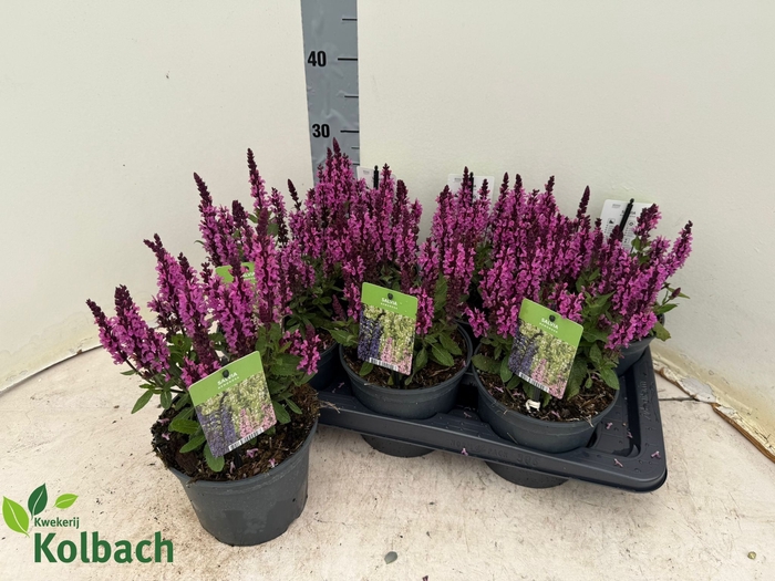 <h4>SALVIA NE MIDNIGH RS</h4>