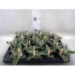 Kalanchoe NF beharensis
