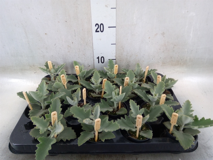 <h4>Kalanchoe NF beharensis</h4>