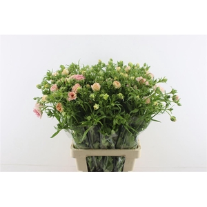 Ran. Moderna Mascarpon