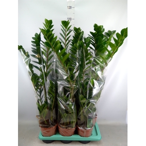 Zamioculcas zamiifolia