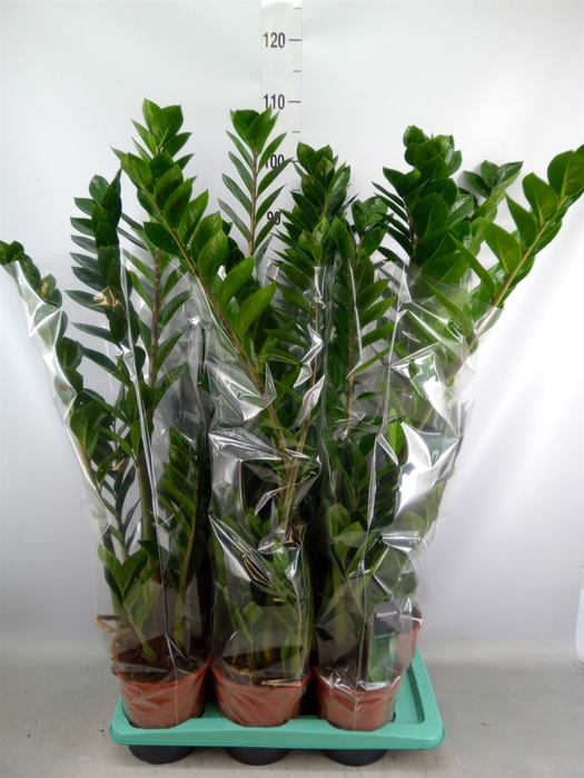 <h4>Zamioculcas zamiifolia</h4>