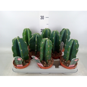Cereus   ...