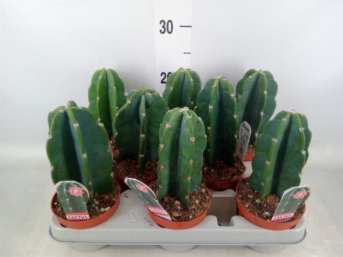 <h4>Cereus   ...</h4>