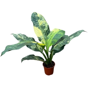 Dieffenbachia Overig Big Ben