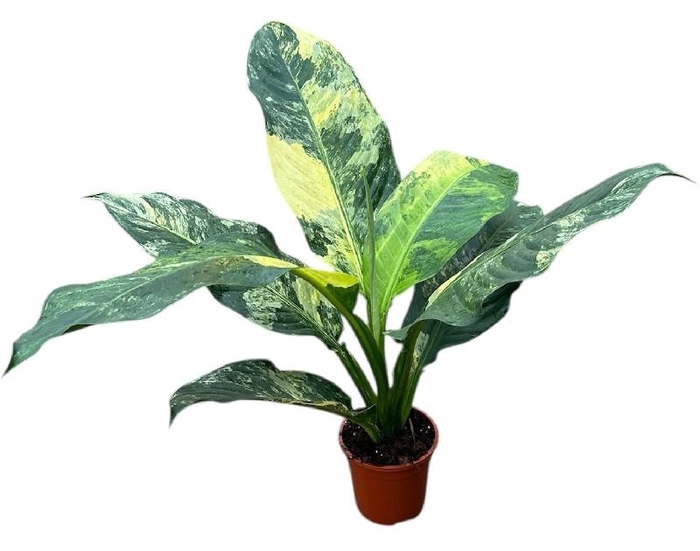 Dieffenbachia Overig Big Ben