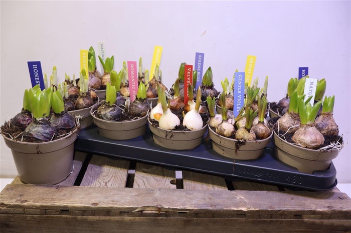 <h4>arr8 Bolbloemen Gem</h4>