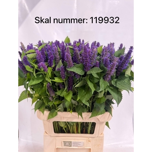 AGASTACHE