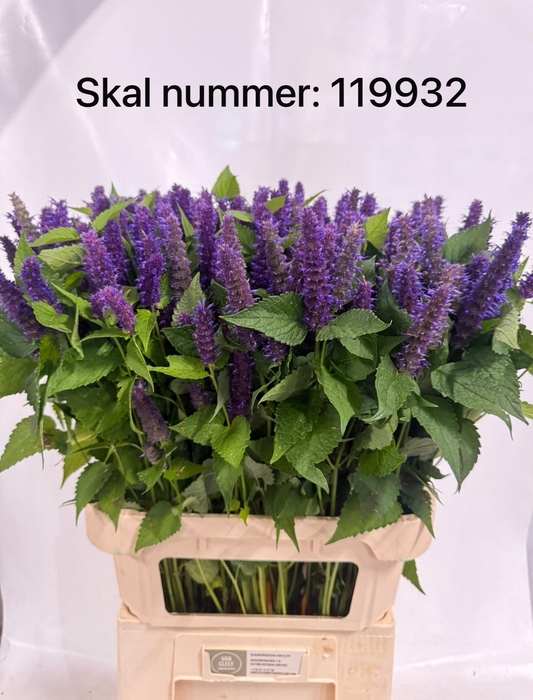 <h4>AGASTACHE</h4>