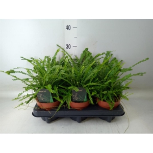 Nephrolepis cord. 'Duffii'