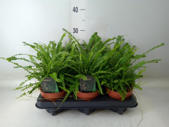 <h4>Nephrolepis cord. 'Duffii'</h4>