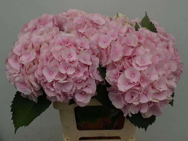 <h4>HYDR M CH VERENA</h4>
