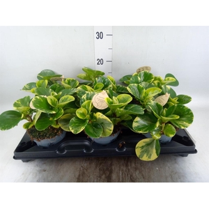 Peperomia