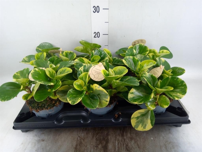 <h4>Peperomia</h4>