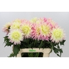 Dahlia Just Married