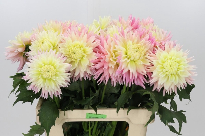 Dahlia Just Married