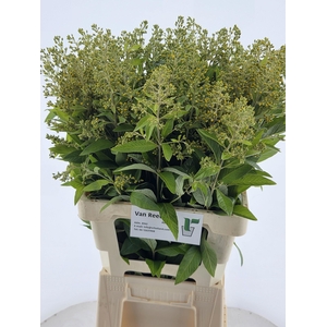 LYSIMACHIA VULGARIS