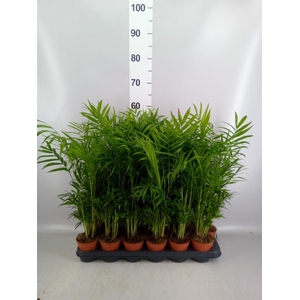Chamaedorea elegans