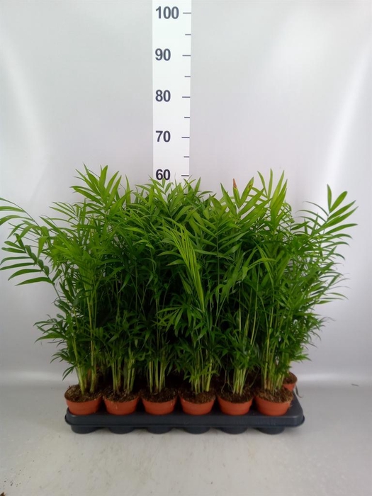 <h4>Chamaedorea elegans</h4>