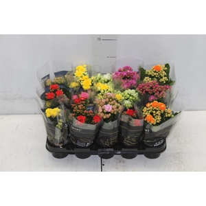 KAL. DOBRADO MINI P06