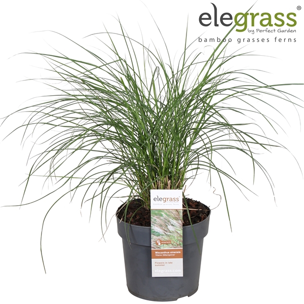 <h4>Miscanthus sinensis 'Kleine Silberspinne' P19</h4>
