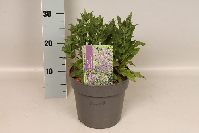 <h4>Vaste planten 19 cm  Salvia nem. Ostfriesland </h4>
