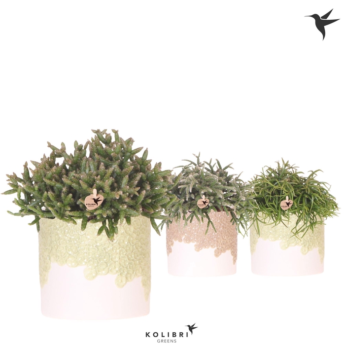 <h4>Kolibri Greens Rhipsalis mix in Bloom pot sand mix</h4>