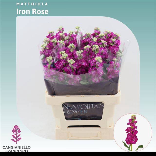 <h4>MATTH IRON ROSE</h4>