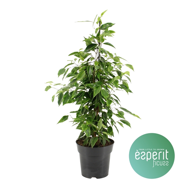 <h4>Ficus benjamina Anastasia®</h4>