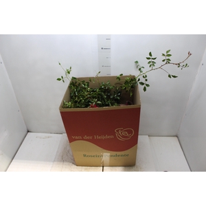 ROSEIRA VARIADO PENDENTE P20