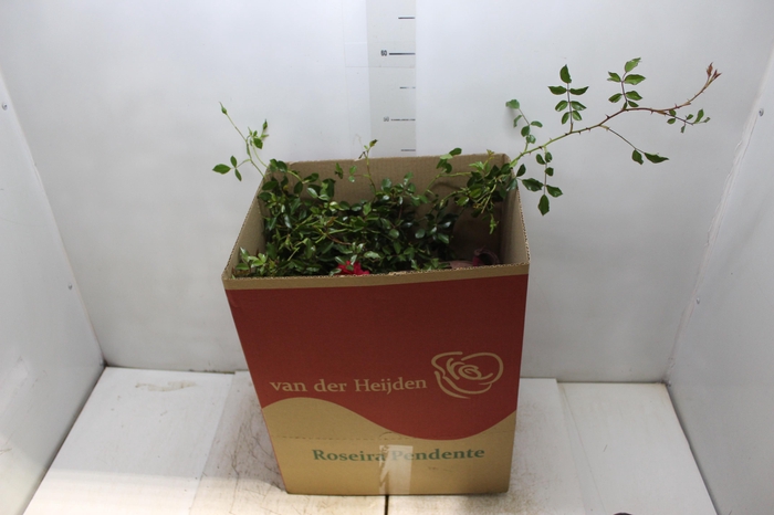 <h4>ROSEIRA VARIADO PENDENTE P20</h4>