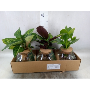 Planten  ..mix