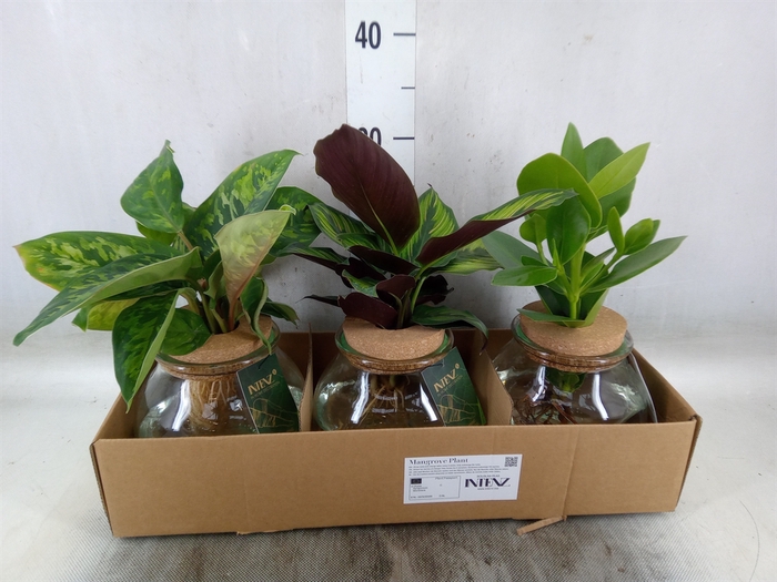 <h4>Planten  ..mix</h4>