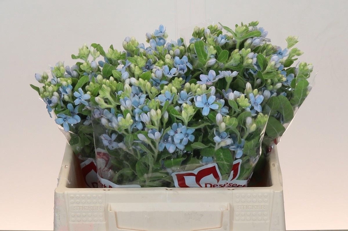 <h4>OXY CO TAN PURE BLU</h4>