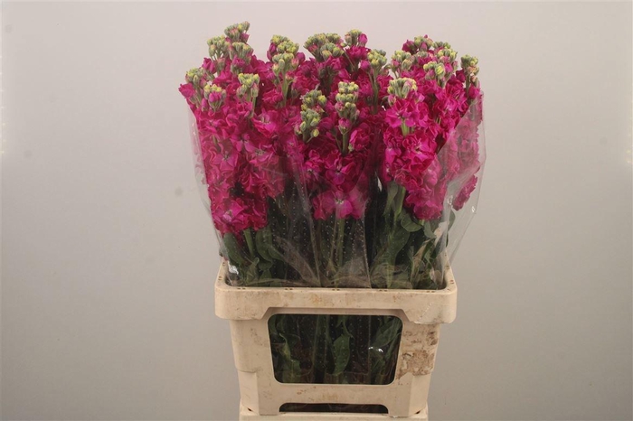 <h4>MATTH IRON ROSE</h4>