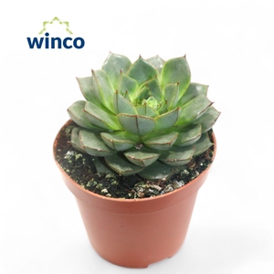 Echeveria Fabiola