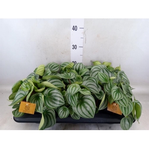 Peperomia argyreia