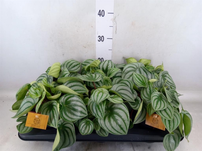 <h4>Peperomia argyreia</h4>