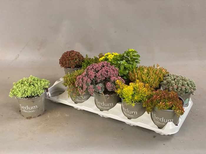 SEDUM GEM