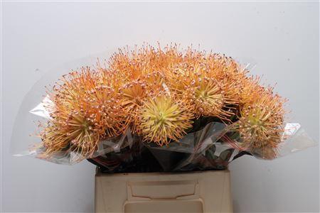 <h4>Leuco Spider</h4>